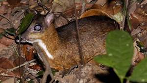 Image 14: Lesser Mousedeer