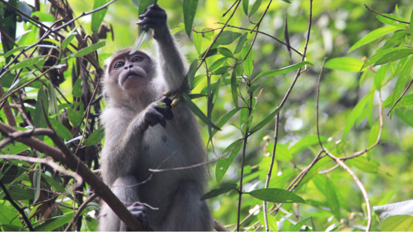 Long-tailed Macaque