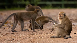 Long-tailed Macaque