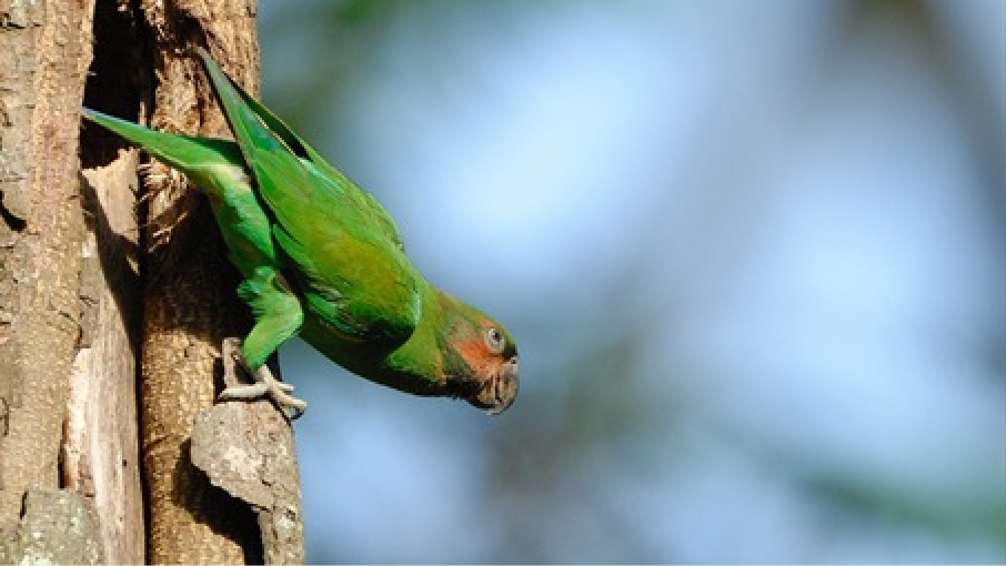 Long-tailed Parakeet