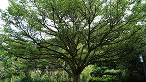 Madagascar Almond/Umbrella Tree
