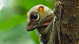 Malayan Colugo