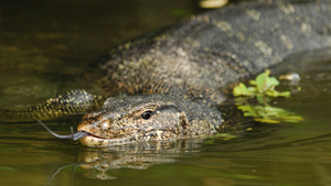 Malayan Water Monitor