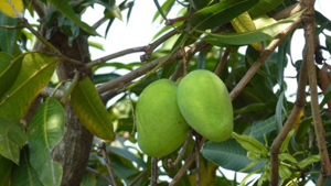 Mango tree
