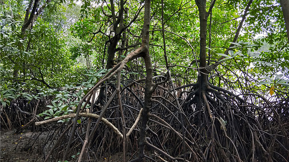 Mangrove plants