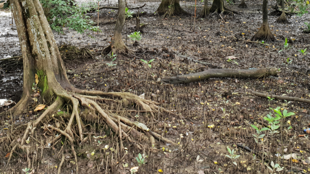 Mangrove plants