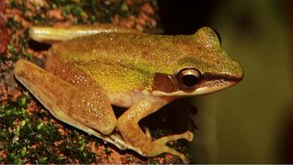 Masked Rough-sided Frog
