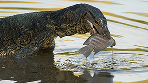 Monitor lizards