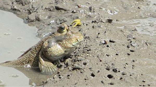 Giant Mudskipper
