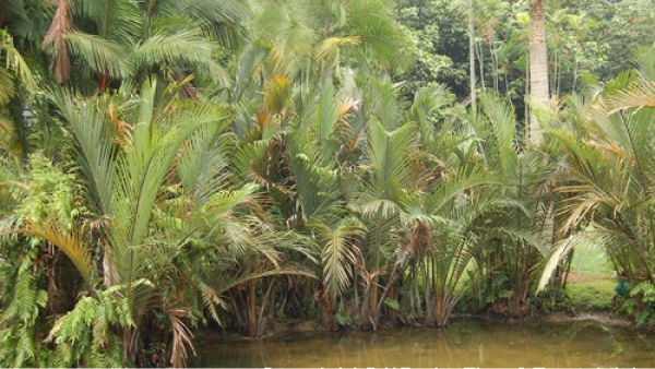 Nipah Palm