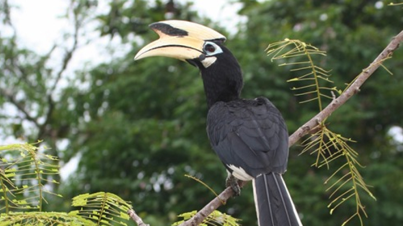 Oriental Pied Hornbill