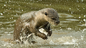 Smooth-coated otters