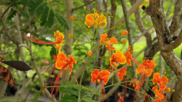 Peacock Flower
