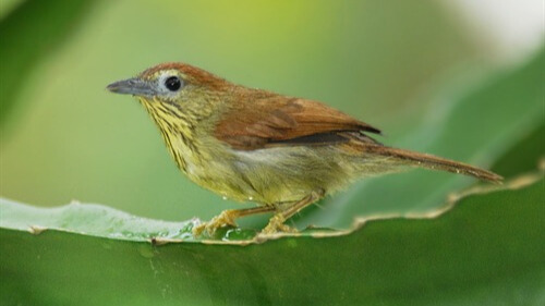 Pin-striped Tit-Babbler