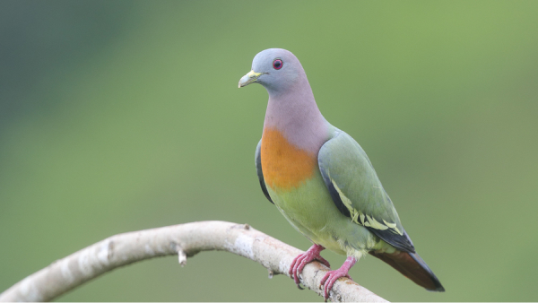 Image 15: Birds