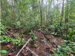 Image 13: Nee Soon Swamp Forest
