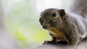 Plaintain Squirrel