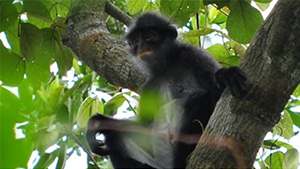 Image 17: Raffles Banded Langur