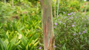 Rainbow Eucalyptus