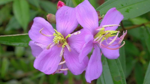 Singapore Rhododendron