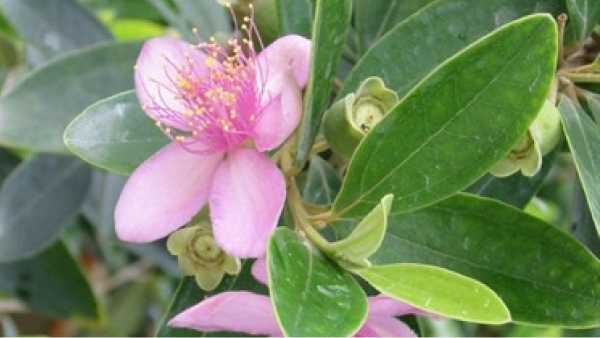 Ornamental flowering plants