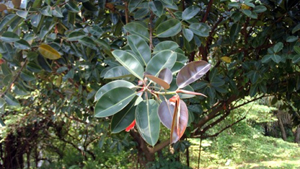 Rubber Tree