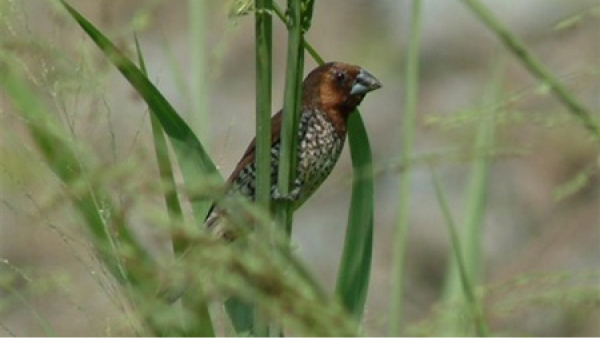 Scaly-breasted Munia