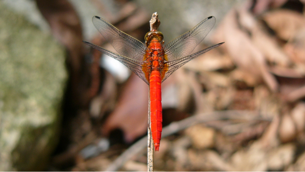 Insects and arachnids