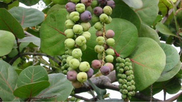 Sea Grape tree