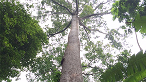 Singapore's tallest rainforest tree