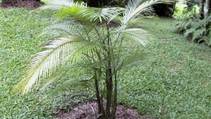 Singapore Walking-Stick Palm