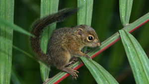 Slender Squirrel