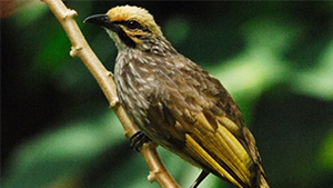 Straw-headed Bulbul