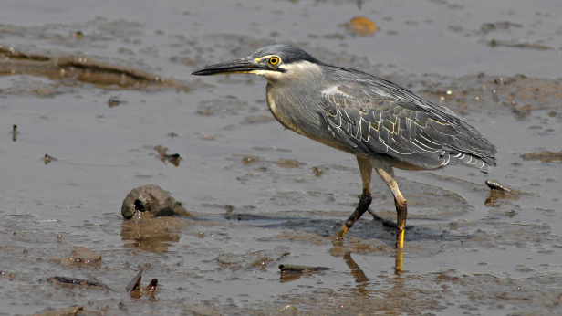Striated Heron