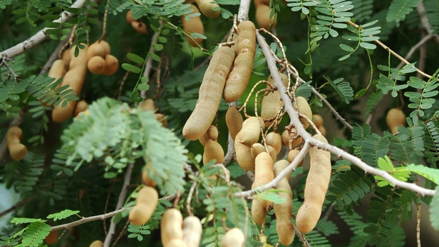 Tamarind tree