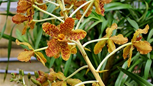 Tiger Orchid