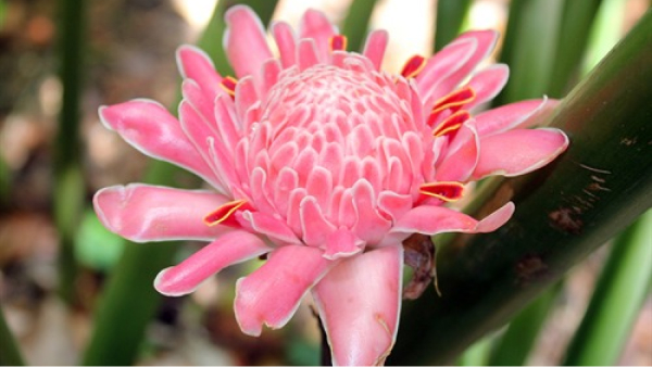 Herb and spice plants