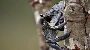 Tree-climbing crabs