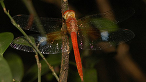 White-barred Duskhawk