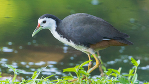 White-breasted Waterhen