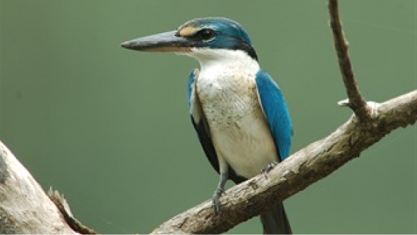 Collared Kingfisher