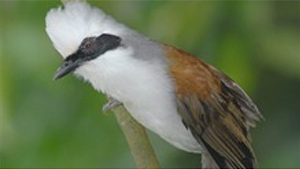 White-crested Laughingthrush
