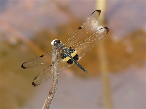 Dragonflies