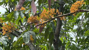 Yellow Saraca