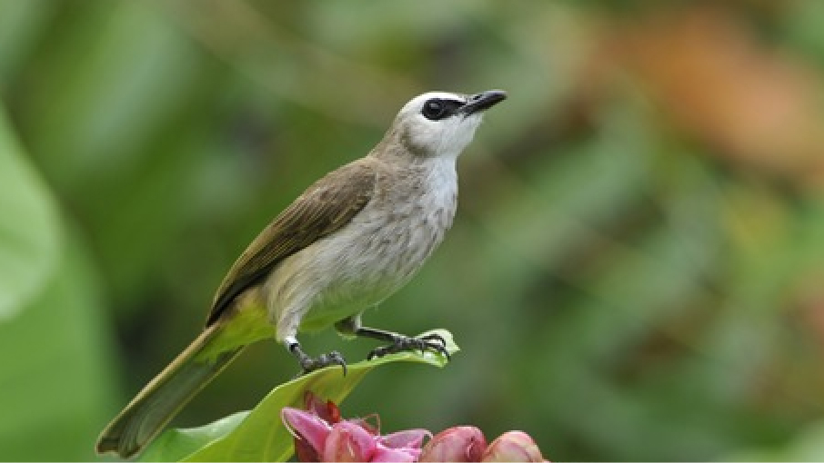 Yellow-vented Bulbul