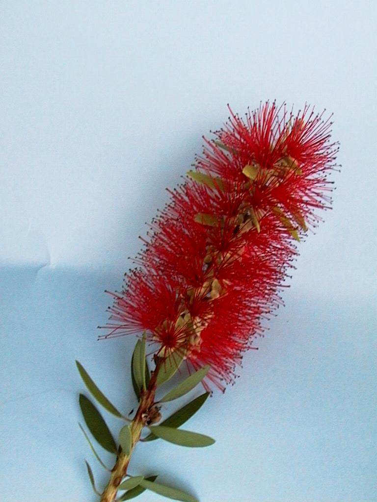 Callistemon citrinus_ 1_ Boo Chih Min