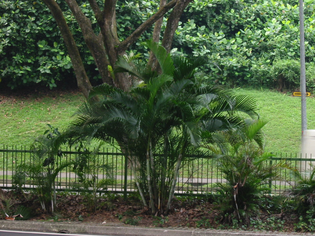 Dypsis lutescens_Boo Chih Min