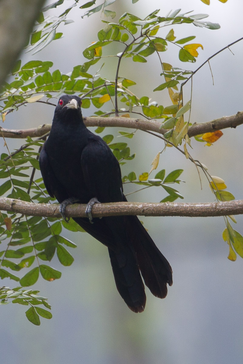 Asian Koel-FYAP3477-109EOS1D-120227