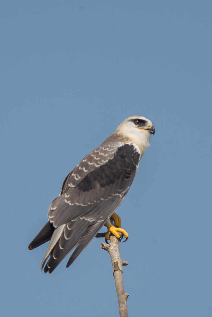 Black-winged Kite-FYAP7199-102EOS1D-110508