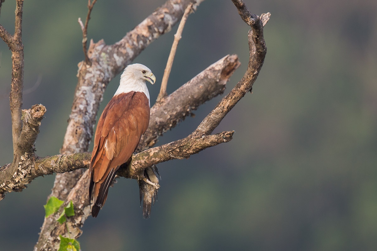 Brahminy KIte-FY1X1805-102EOS1D-121006